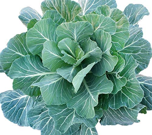 100+ Giant Collard Georgia Southern Seeds Herb Collards Heirloom Non-GMO from USA