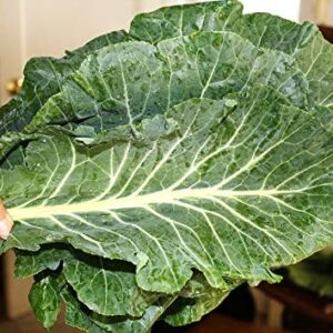 100+ Giant Collard Georgia Southern Seeds Herb Collards Heirloom Non-GMO from USA