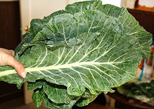 100+ Giant Collard Georgia Southern Seeds Herb Collards Heirloom Non-GMO from USA