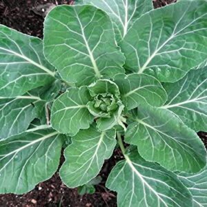 100+ Giant Collard Georgia Southern Seeds Herb Collards Heirloom Non-GMO from USA