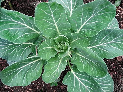 100+ Giant Collard Georgia Southern Seeds Herb Collards Heirloom Non-GMO from USA