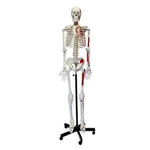 monmed numbered medical skeleton model, life size skeleton model – human skeleton model for anatomy halloween decor