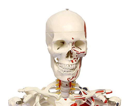 MonMed Numbered Medical Skeleton Model, Life Size Skeleton Model – Human Skeleton Model for Anatomy Halloween Decor