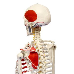 MonMed Numbered Medical Skeleton Model, Life Size Skeleton Model – Human Skeleton Model for Anatomy Halloween Decor