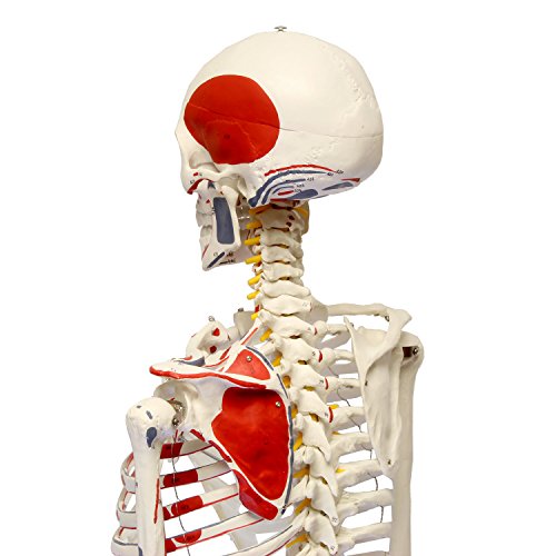 MonMed Numbered Medical Skeleton Model, Life Size Skeleton Model – Human Skeleton Model for Anatomy Halloween Decor