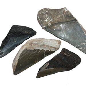 Fossil Megalodon Shark Tooth specimens (Half-Pound).Over 2 Million Years Old, These Fossils Excite Young and Old Earth Science Enthusiasts as They Literally Hold History in Their Hands.