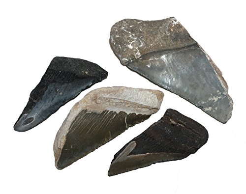 Fossil Megalodon Shark Tooth specimens (Half-Pound).Over 2 Million Years Old, These Fossils Excite Young and Old Earth Science Enthusiasts as They Literally Hold History in Their Hands.