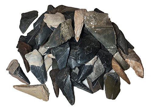 Fossil Megalodon Shark Tooth specimens (Half-Pound).Over 2 Million Years Old, These Fossils Excite Young and Old Earth Science Enthusiasts as They Literally Hold History in Their Hands.