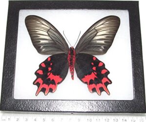 bicbugs real framed butterfly red black atrophaneura semperi female verso philippines