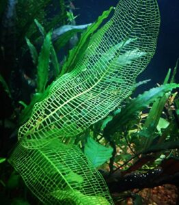 (aponogeton madagascar lace) live aquarium plant bulb aponogeton boivinianus | capuronii | madagascar lace | ulvaceus and more!