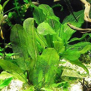 (Aponogeton Madagascar Lace) Live Aquarium Plant Bulb Aponogeton Boivinianus | Capuronii | Madagascar Lace | Ulvaceus and More!