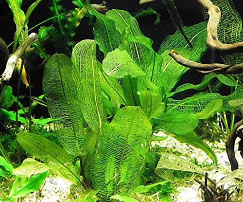 (Aponogeton Madagascar Lace) Live Aquarium Plant Bulb Aponogeton Boivinianus | Capuronii | Madagascar Lace | Ulvaceus and More!