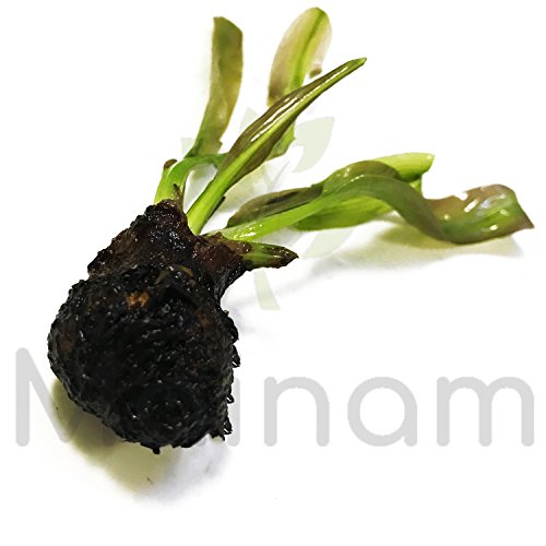 (Aponogeton Madagascar Lace) Live Aquarium Plant Bulb Aponogeton Boivinianus | Capuronii | Madagascar Lace | Ulvaceus and More!