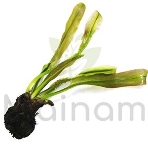 (Aponogeton Madagascar Lace) Live Aquarium Plant Bulb Aponogeton Boivinianus | Capuronii | Madagascar Lace | Ulvaceus and More!