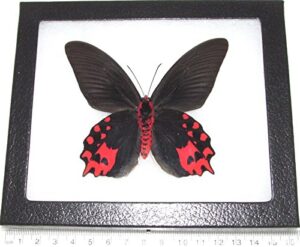 bicbugs atrophaneura semperi male verso real framed butterfly red black philippines