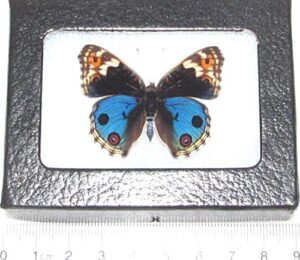 bicbugs junonia orithya male real framed butterfly blue buckeye japan