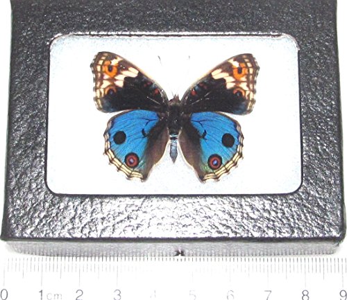 BicBugs Junonia orithya Male Real Framed Butterfly Blue Buckeye Japan