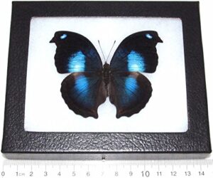 bicbugs napeocles jucunda real framed butterfly blue dove peru