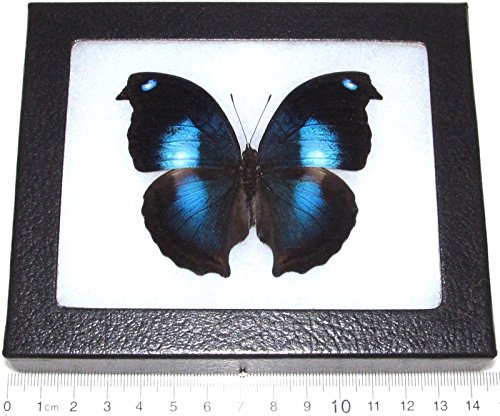 BicBugs Napeocles jucunda Real Framed Butterfly Blue Dove Peru