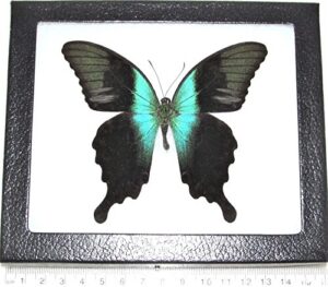 bicbugs papilio adamantius real framed butterfly blue green