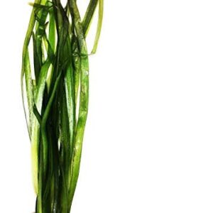 Planterest - Jungle Val Rooted Vallisneria Spiralis Bunch Live Aquarium Plant Low Light Background Stems Decorations BUY2GET1FREE