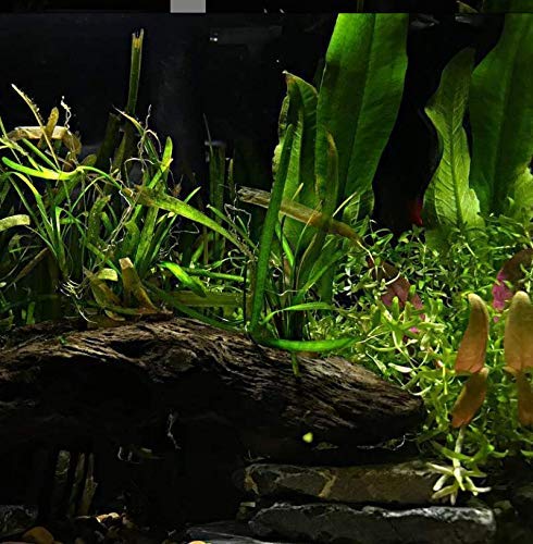 Planterest - Jungle Val Rooted Vallisneria Spiralis Bunch Live Aquarium Plant Low Light Background Stems Decorations BUY2GET1FREE