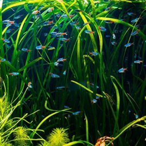 Planterest - Jungle Val Rooted Vallisneria Spiralis Bunch Live Aquarium Plant Low Light Background Stems Decorations BUY2GET1FREE