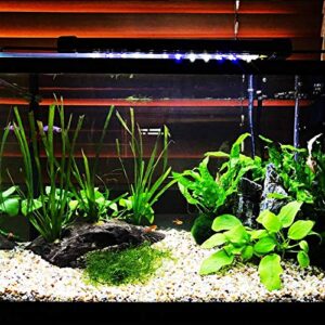 Planterest - Jungle Val Rooted Vallisneria Spiralis Bunch Live Aquarium Plant Low Light Background Stems Decorations BUY2GET1FREE