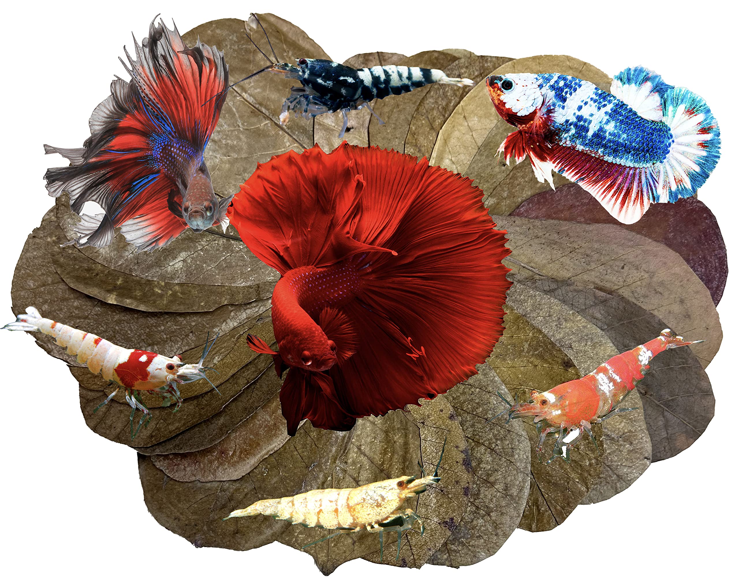 Awesome Aquatic Betta/Shrimp Leaves 25 4"-6" Premium Catappa Indian Almond Leaves Natural Habitat Tannin Producing Improves Immunity, Easy to USE