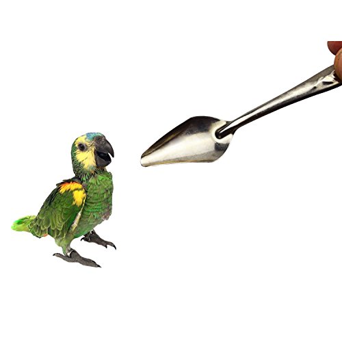 Motanar 4.7" Bird Parrot Stainless Steel Metal Feeding Spoon,Special Feeding Scoop Medicine Spoons Hand Feeding Spoons for Peony Cockatiel Parrot (1 PCS)