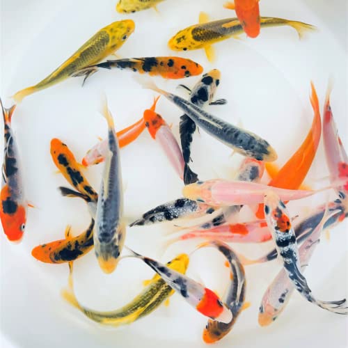 Toledo Goldfish Standard Fin Koi, Variety of Colors and Patterns - Perfect for Ponds or Aquariums - 4-5 Inches, 5 Count