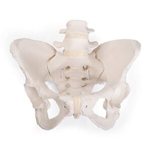 3b scientific gmbh 1019864 flexible female pelvis model