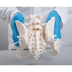 3B Scientific GmbH 1019864 Flexible Female Pelvis Model