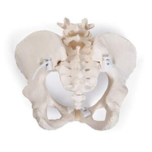 3B Scientific GmbH 1019864 Flexible Female Pelvis Model