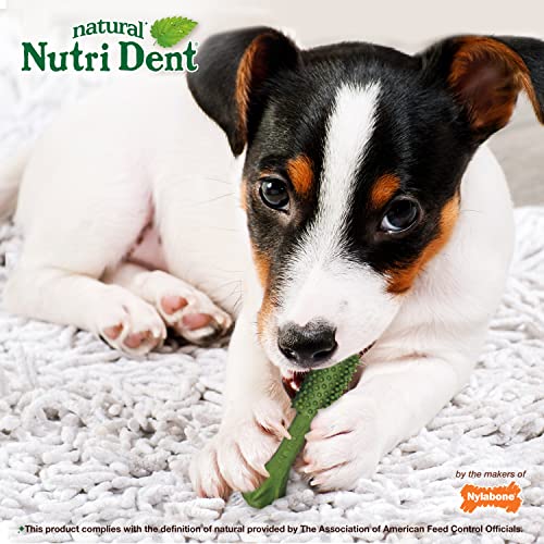 Nylabone Nutri Dent Natural Dental Fresh Breath Flavored Chew Treats Small - Up to 15 Ibs. 64 Count