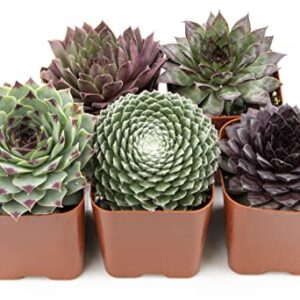 Sempervivum Succulents Plants Live Indoor Plants (5PK), Sempervivum Plants Live Houseplants, Hen and Chicks Live Plants Indoor House Plants, Rosette Succulent Plants in Plant Pots by Plants for Pets