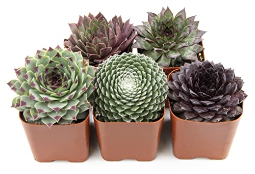 Sempervivum Succulents Plants Live Indoor Plants (5PK), Sempervivum Plants Live Houseplants, Hen and Chicks Live Plants Indoor House Plants, Rosette Succulent Plants in Plant Pots by Plants for Pets