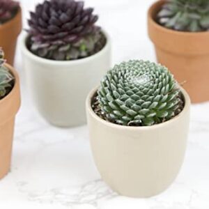 Sempervivum Succulents Plants Live Indoor Plants (5PK), Sempervivum Plants Live Houseplants, Hen and Chicks Live Plants Indoor House Plants, Rosette Succulent Plants in Plant Pots by Plants for Pets