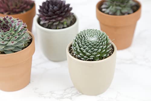 Sempervivum Succulents Plants Live Indoor Plants (5PK), Sempervivum Plants Live Houseplants, Hen and Chicks Live Plants Indoor House Plants, Rosette Succulent Plants in Plant Pots by Plants for Pets