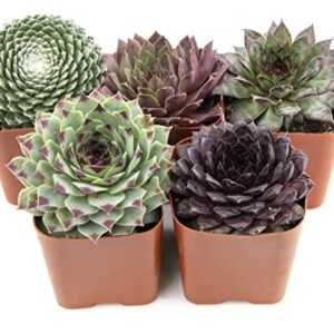 Sempervivum Succulents Plants Live Indoor Plants (5PK), Sempervivum Plants Live Houseplants, Hen and Chicks Live Plants Indoor House Plants, Rosette Succulent Plants in Plant Pots by Plants for Pets