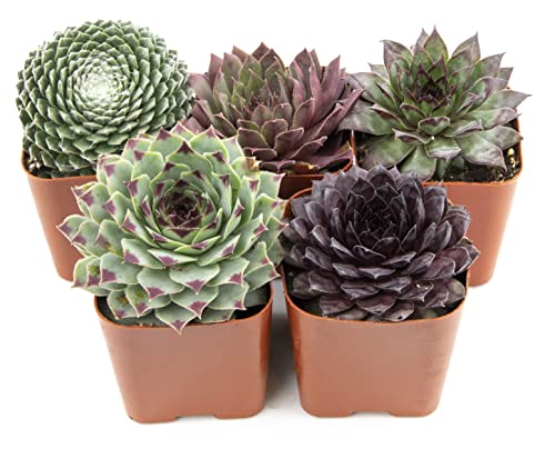 Sempervivum Succulents Plants Live Indoor Plants (5PK), Sempervivum Plants Live Houseplants, Hen and Chicks Live Plants Indoor House Plants, Rosette Succulent Plants in Plant Pots by Plants for Pets