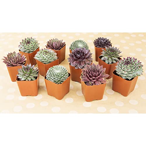 Sempervivum Succulents Plants Live Indoor Plants (5PK), Sempervivum Plants Live Houseplants, Hen and Chicks Live Plants Indoor House Plants, Rosette Succulent Plants in Plant Pots by Plants for Pets