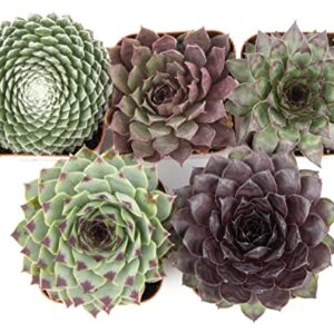 Sempervivum Succulents Plants Live Indoor Plants (5PK), Sempervivum Plants Live Houseplants, Hen and Chicks Live Plants Indoor House Plants, Rosette Succulent Plants in Plant Pots by Plants for Pets