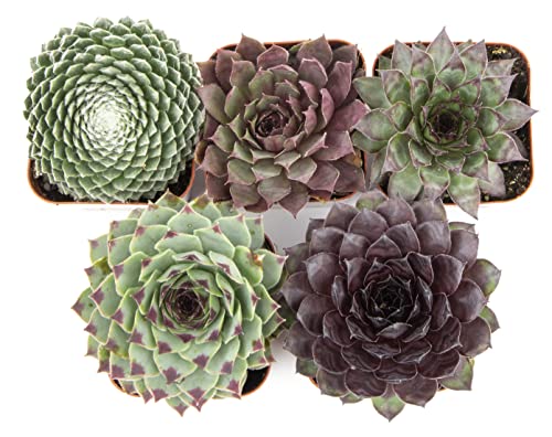 Sempervivum Succulents Plants Live Indoor Plants (5PK), Sempervivum Plants Live Houseplants, Hen and Chicks Live Plants Indoor House Plants, Rosette Succulent Plants in Plant Pots by Plants for Pets