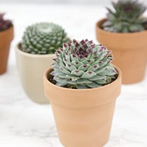 Sempervivum Succulents Plants Live Indoor Plants (5PK), Sempervivum Plants Live Houseplants, Hen and Chicks Live Plants Indoor House Plants, Rosette Succulent Plants in Plant Pots by Plants for Pets