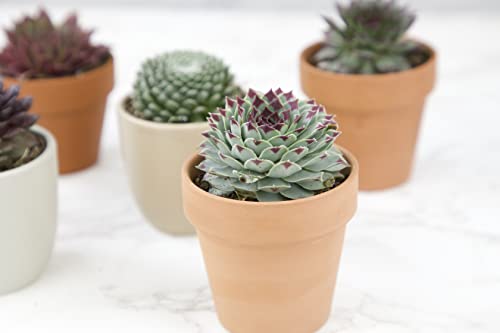 Sempervivum Succulents Plants Live Indoor Plants (5PK), Sempervivum Plants Live Houseplants, Hen and Chicks Live Plants Indoor House Plants, Rosette Succulent Plants in Plant Pots by Plants for Pets