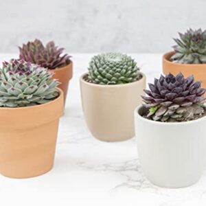 Sempervivum Succulents Plants Live Indoor Plants (5PK), Sempervivum Plants Live Houseplants, Hen and Chicks Live Plants Indoor House Plants, Rosette Succulent Plants in Plant Pots by Plants for Pets