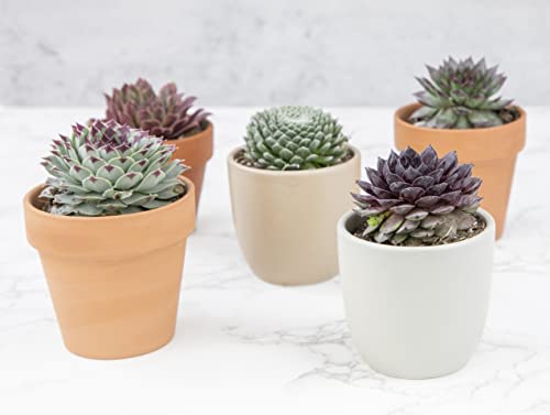 Sempervivum Succulents Plants Live Indoor Plants (5PK), Sempervivum Plants Live Houseplants, Hen and Chicks Live Plants Indoor House Plants, Rosette Succulent Plants in Plant Pots by Plants for Pets