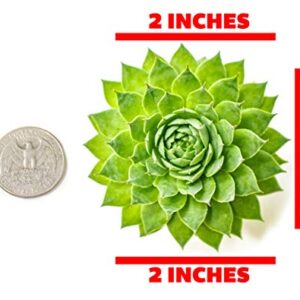 Sempervivum Succulents Plants Live Indoor Plants (5PK), Sempervivum Plants Live Houseplants, Hen and Chicks Live Plants Indoor House Plants, Rosette Succulent Plants in Plant Pots by Plants for Pets