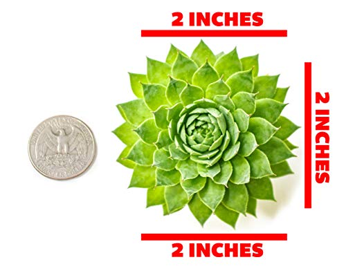 Sempervivum Succulents Plants Live Indoor Plants (5PK), Sempervivum Plants Live Houseplants, Hen and Chicks Live Plants Indoor House Plants, Rosette Succulent Plants in Plant Pots by Plants for Pets